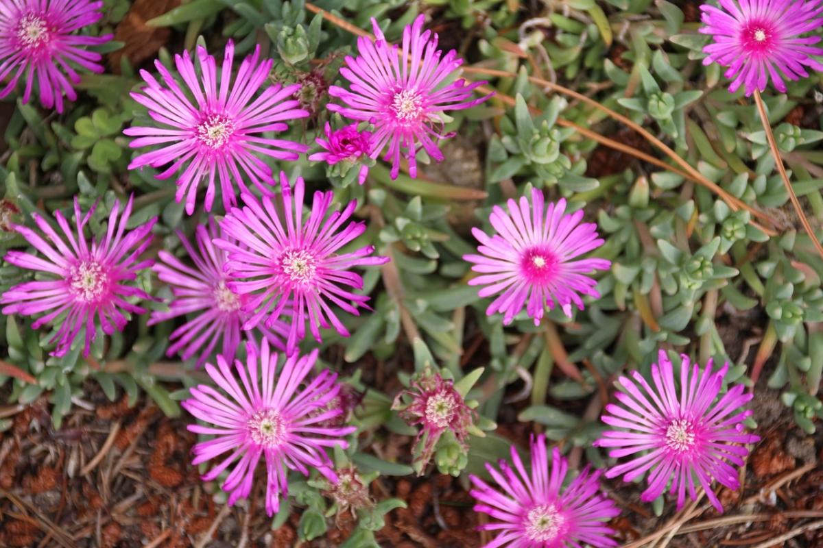 Jaké květiny zasadit na hrob / foto pexels.com Jaké květiny zasadit na hrob / foto pexels.com