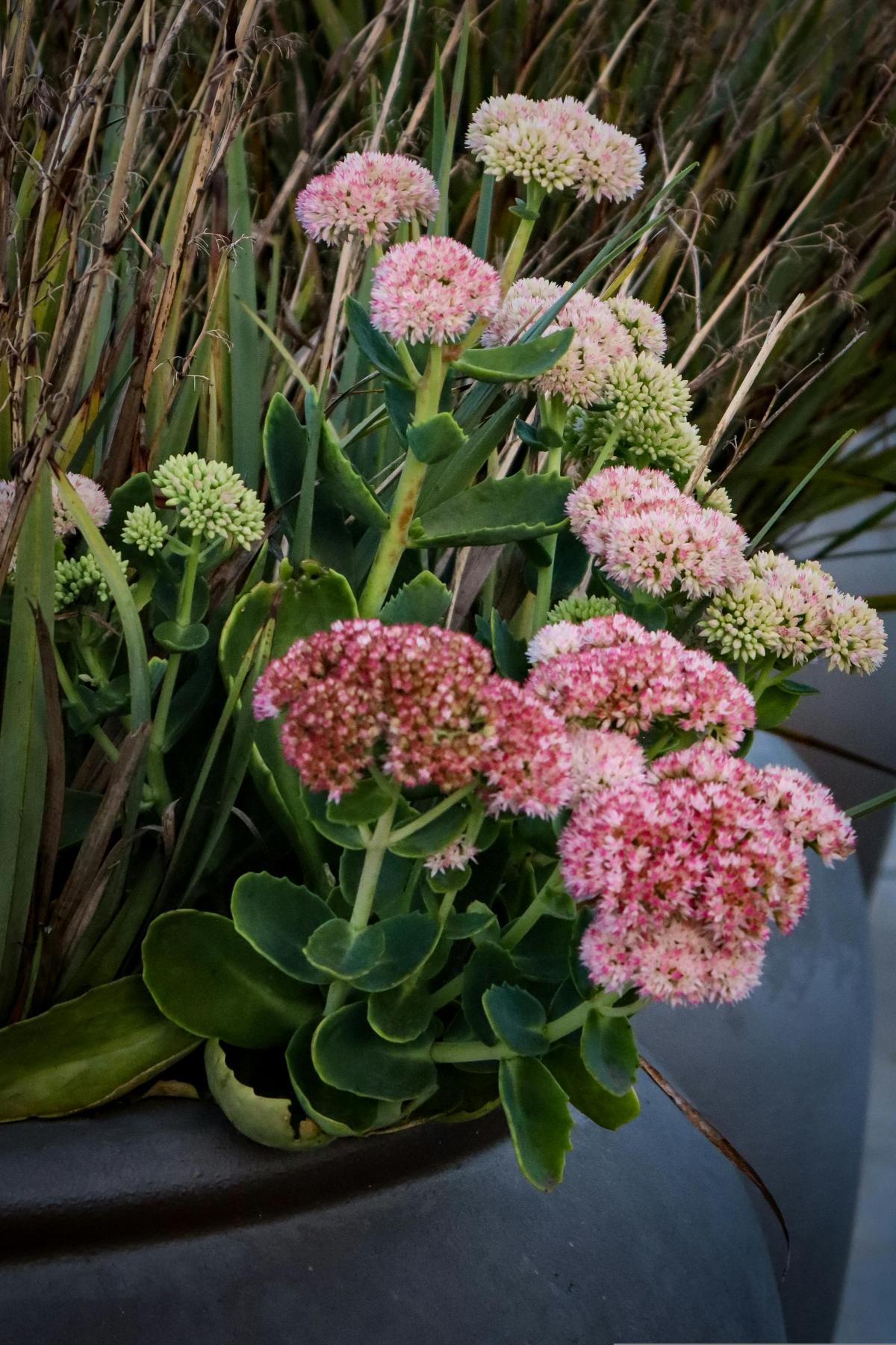 Jaké květiny zasadit na hřbitově, aby kvetly celé léto / foto pexels.com Jaké květiny zasadit na hřbitově, aby kvetly celé léto / foto pexels.com