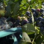 Borůvky vydrží každý mráz: zahradník odhalil hlavní tajemství podzimní péče Borůvky vydrží každý mráz: zahradník odhalil hlavní tajemství podzimní péče