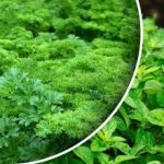 Dejte úrodu za měsíc: co můžete zasít nebo zasadit v září Dejte úrodu za měsíc: co můžete zasít nebo zasadit v