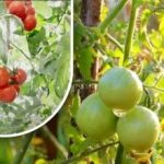 Dvě stě gramů a jsou zralé: pěstitelka zeleniny se podělila o metodu svého dědečka bez chemie Dvě stě gramů a jsou zralé: pěstitelka zeleniny se podělila