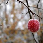 Jak připravit ovocné stromy na zimu: 10 důležitých rad Jak připravit ovocné stromy na zimu: 10 důležitých rad