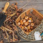 Jak skladovat cibulky tulipánů v zimě: zda je můžete dát do ledničky? Jak skladovat cibulky tulipánů v zimě: zda je můžete dát