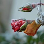 Jak správně stříhat růže, aby přežily zimu: odborník dává důležité tipy Jak správně stříhat růže, aby přežily zimu: odborník dává důležité