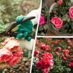 Jak vypěstovat celý záhon z jedné růže: metoda, která funguje i pro začátečníky Jak vypěstovat celý záhon z jedné růže: metoda, která funguje