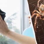 Jeden výrobek vyčistí okna do lesku a zbaví je pavouků: neobvyklý lifehack Jeden výrobek vyčistí okna do lesku a zbaví je pavouků: