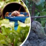 Jednoduchá akce v srpnu: zahradník se podělil o to, jak připravit sladkou a šťavnatou řepu Jednoduchá akce v srpnu: zahradník se podělil o to, jak