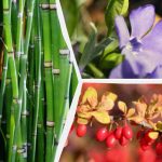 Které okrasné rostliny je lepší nesázet v blízkosti domu: odborníci jmenovali 10 nežádoucích druhů Které okrasné rostliny je lepší nesázet v blízkosti domu: odborníci