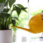 Mírumilovná lilie přestane žloutnout a ožije během několika hodin: osvědčená metoda Mírumilovná lilie přestane žloutnout a ožije během několika hodin: osvědčená