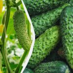 Okurky vydrží až do mrazů: které odrůdy lze vysévat v září Okurky vydrží až do mrazů: které odrůdy lze vysévat v