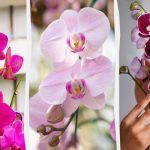 Orchidej vykvete na podzim, pokud ji budete jednou měsíčně krmit jedním jednoduchým prostředkem. Orchidej vykvete na podzim, pokud ji budete jednou měsíčně krmit
