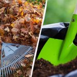 Tajemství zkušených zahrádkářů: jak vyrobit hnojivo ze spadaného listí za 2 měsíce Tajemství zkušených zahrádkářů: jak vyrobit hnojivo ze spadaného listí za