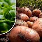 Země bude jako chmýří: zahradník radí, co zasít po sklizni brambor Země bude jako chmýří: zahradník radí, co zasít po sklizni