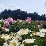 Jak pečovat o pivoňky na podzim: 4 úkoly, které je třeba udělat před zimou Jak pečovat o pivoňky na podzim: 4 úkoly, které je