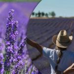 Jak vypěstovat 20 nových levandulových keřů z jednoho levandulového keře: tajemství množení levandulových keřů Jak vypěstovat 20 nových levandulových keřů z jednoho levandulového keře: