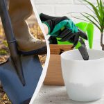 Kalendář výsadby pokojových a venkovních rostlin: co a kdy sázet v listopadu Kalendář výsadby pokojových a venkovních rostlin: co a kdy sázet