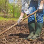Kdy je nutné vykopat zeleninovou zahradu na zimu a kdy ne: na čem to závisí. Kdy je nutné vykopat zeleninovou zahradu na zimu a kdy