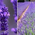Modré zlato Provence: jak pěstovat luxusní levandulovou zahradu na je naše země Modré zlato Provence: jak pěstovat luxusní levandulovou zahradu na je