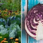 Proč zelí na záhoně vadne: záleží na jeho sousedech