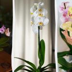 Tato jednoduchá manipulace umožní orchideji kvést znovu a znovu. Tato jednoduchá manipulace umožní orchideji kvést znovu a znovu.